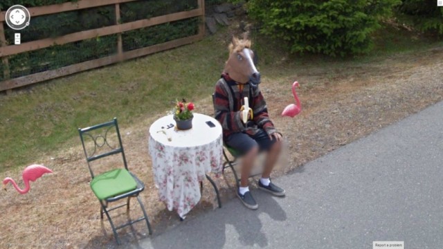 Google Street View показал топ-10 животных, случайно попавших в кадр