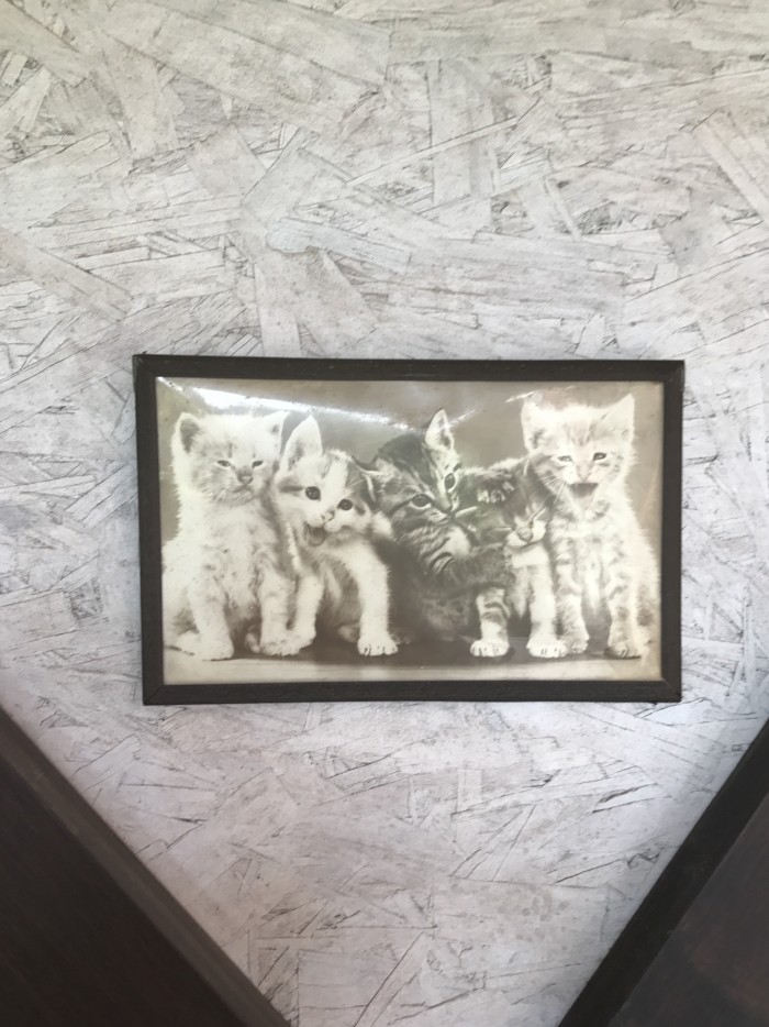 Уолтер Чандоха – человек, который 70 лет фотографировал кошек
