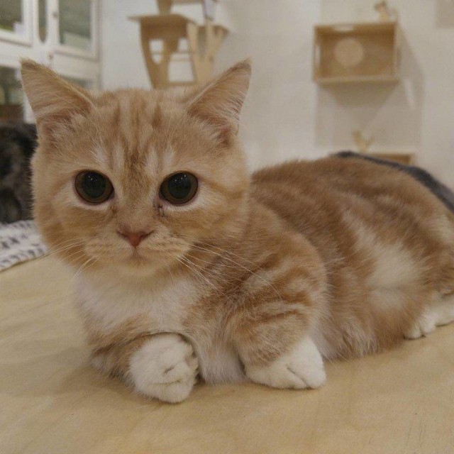 Коты из сети