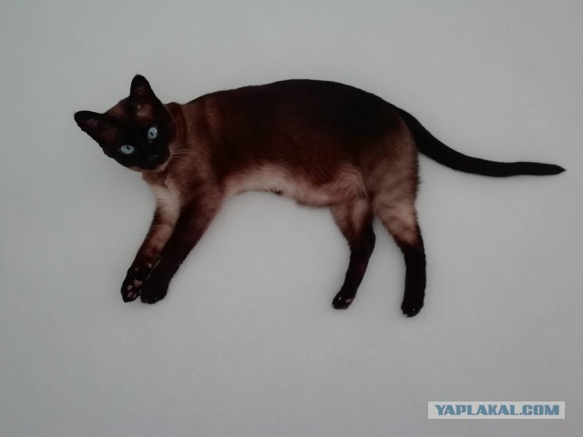 Лучшие сухие корма для кошек