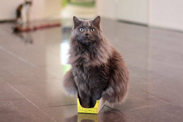 Котовторник. Тара - наше всё!