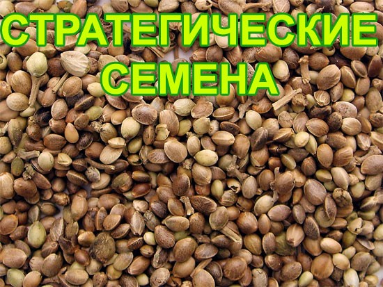 Стратегические семена обнаружены!