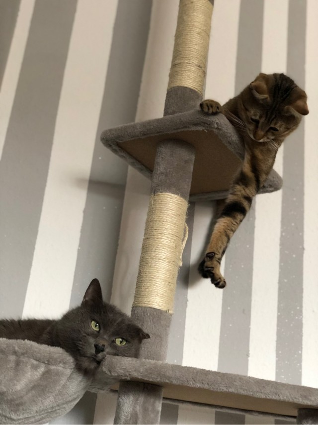 Котовторник 17.11.20