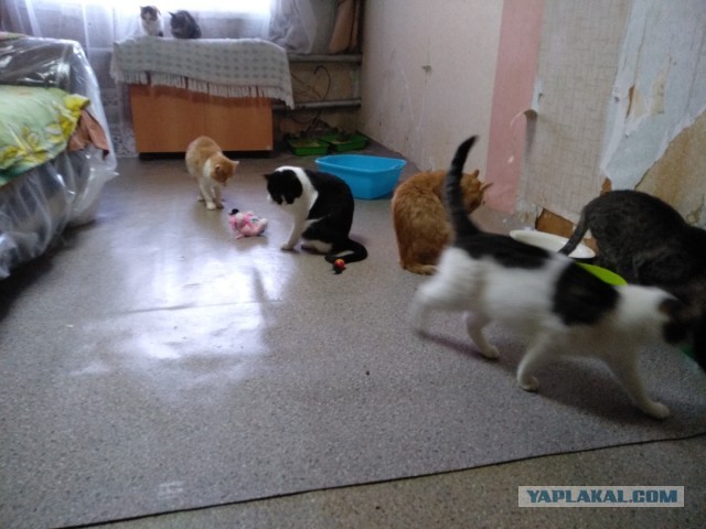Котовторнику посвящается