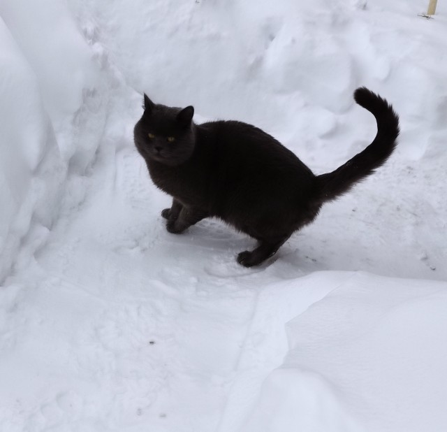 Котовторнику быть!