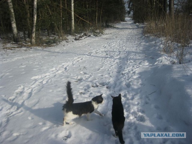 Жизнь домашнего приюта для котеек 333