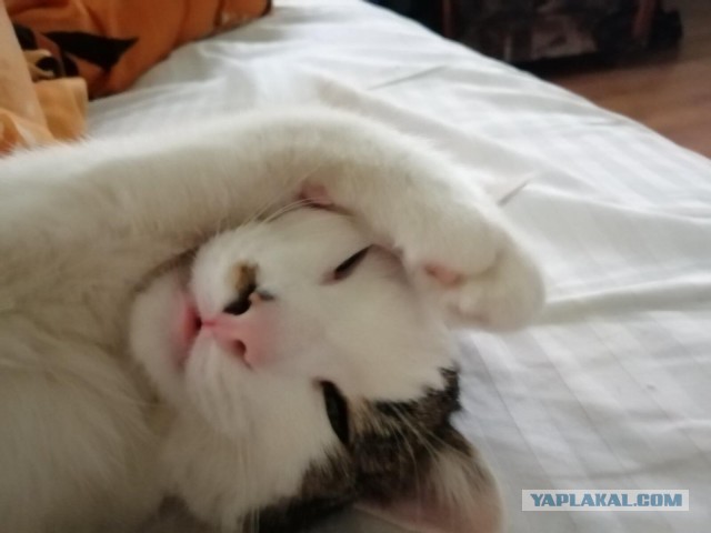 Котовторник же!