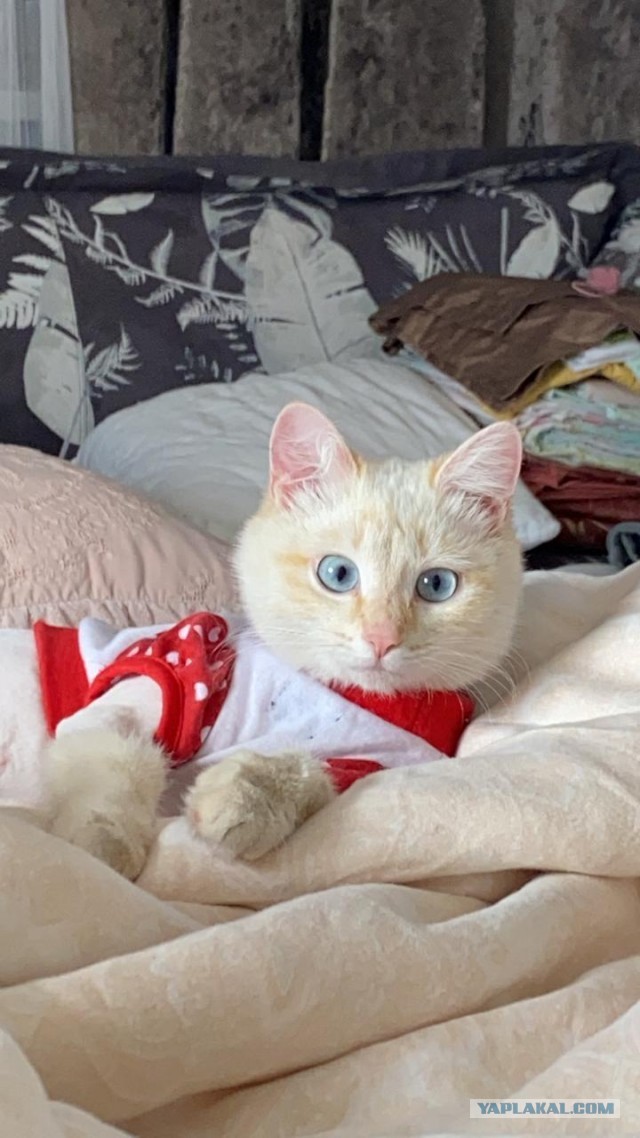 Вторник. Кото-вторник...