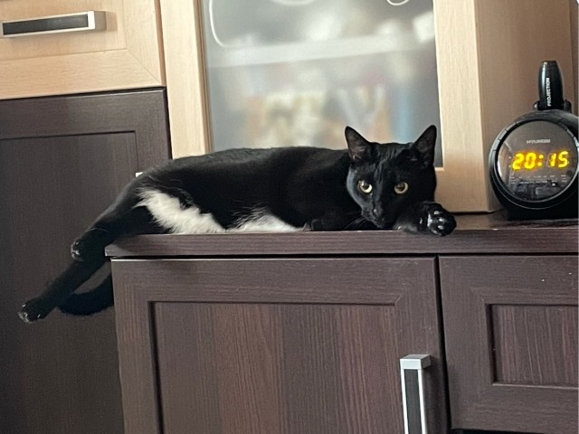 А котовторник уже начался?