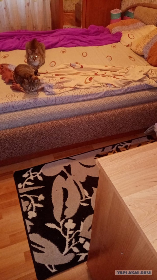 Помогите спасти кошку!