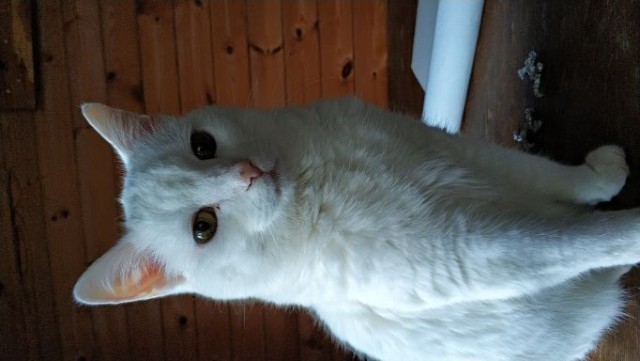 Котовторнику посвящается