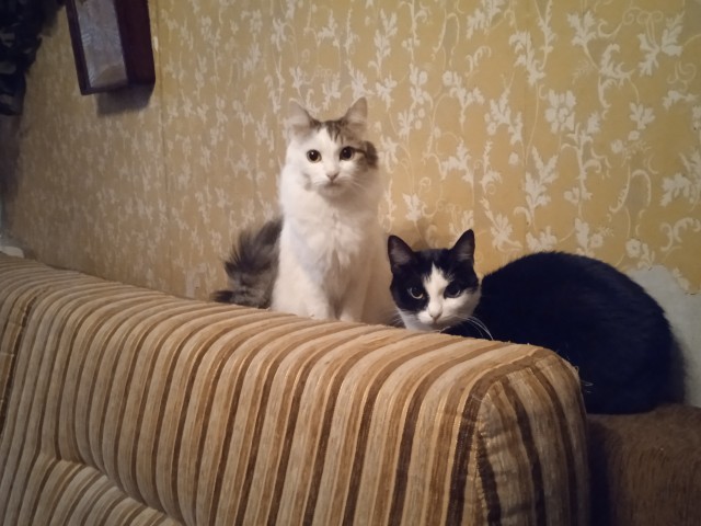 Котовторник 14.09.2021