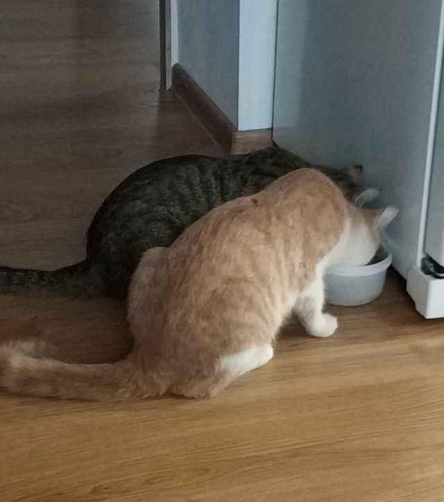 Котовторник 05.10.21 г