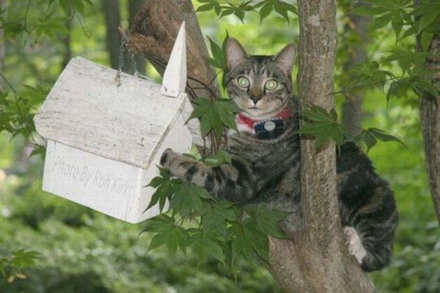 Коты, которые чихать хотели на ваше личное пространство