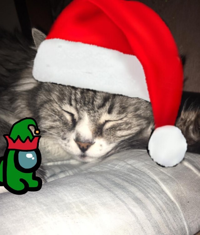 Котовторник - по расписанию!