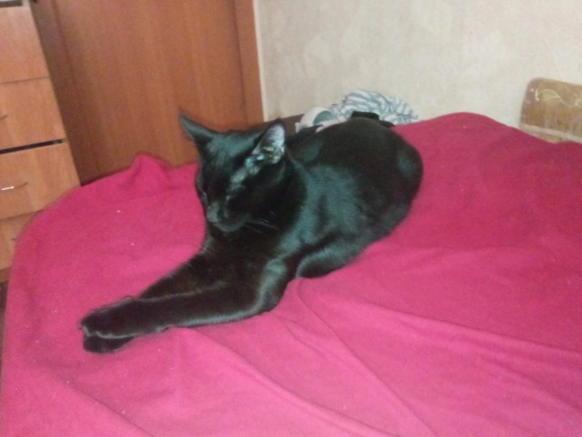 О котах