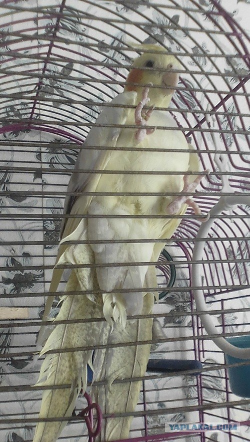 Купили попугая!