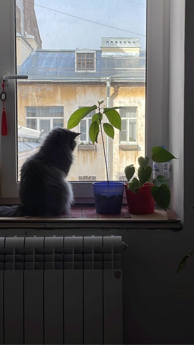 И снова день кошачий!
