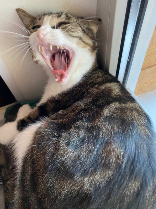 На котовторник