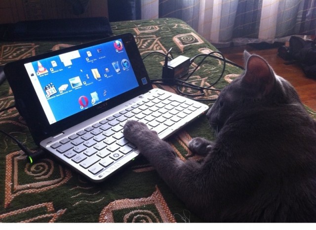 Котовторник  19.03.2013