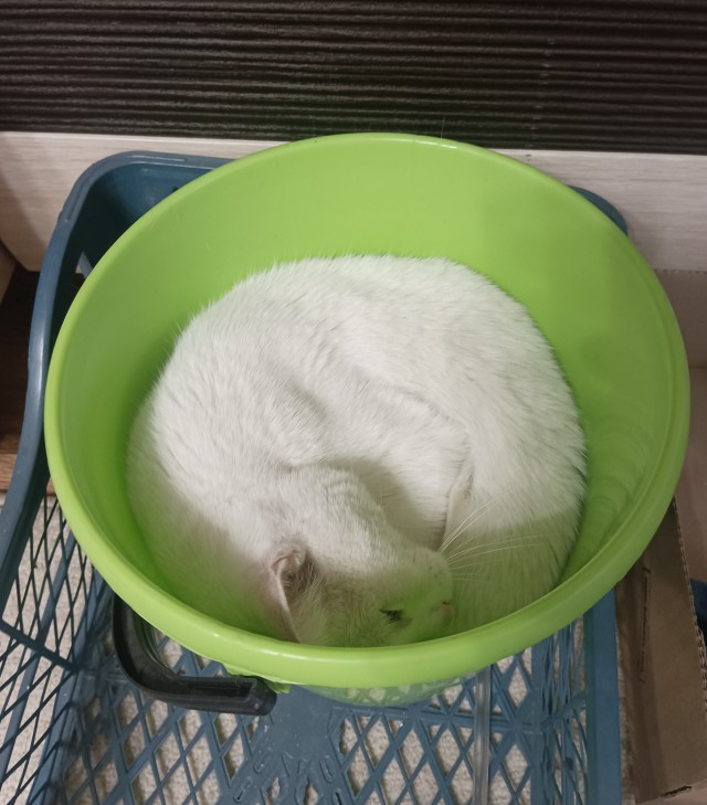 Ловушки для котов