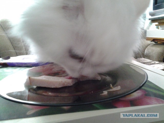Котовторник 16.04.2013