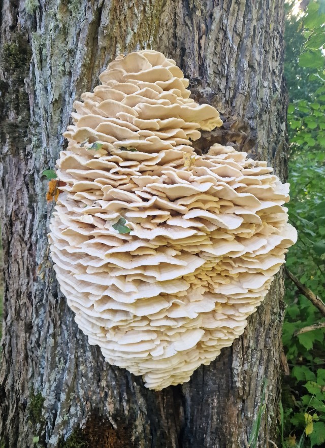 Кто знает, что за гриб такой?