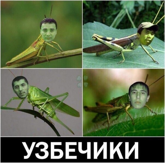 Картинки из Дристоля - 3