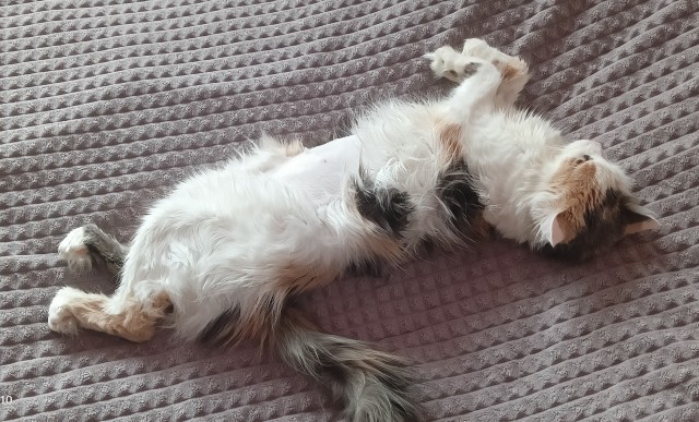 Кот дня