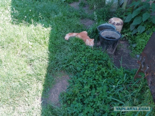 Жизнь домашнего приюта для котеек 499
