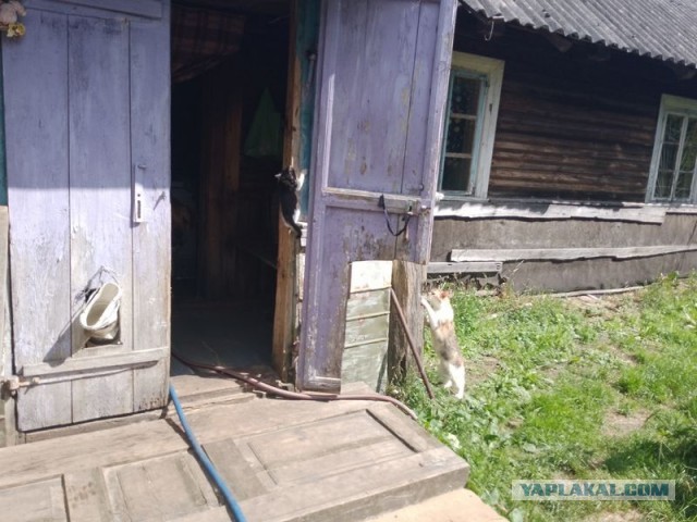 Жизнь домашнего приюта для котеек 503
