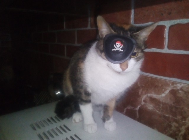 Мой пиратский котовторник