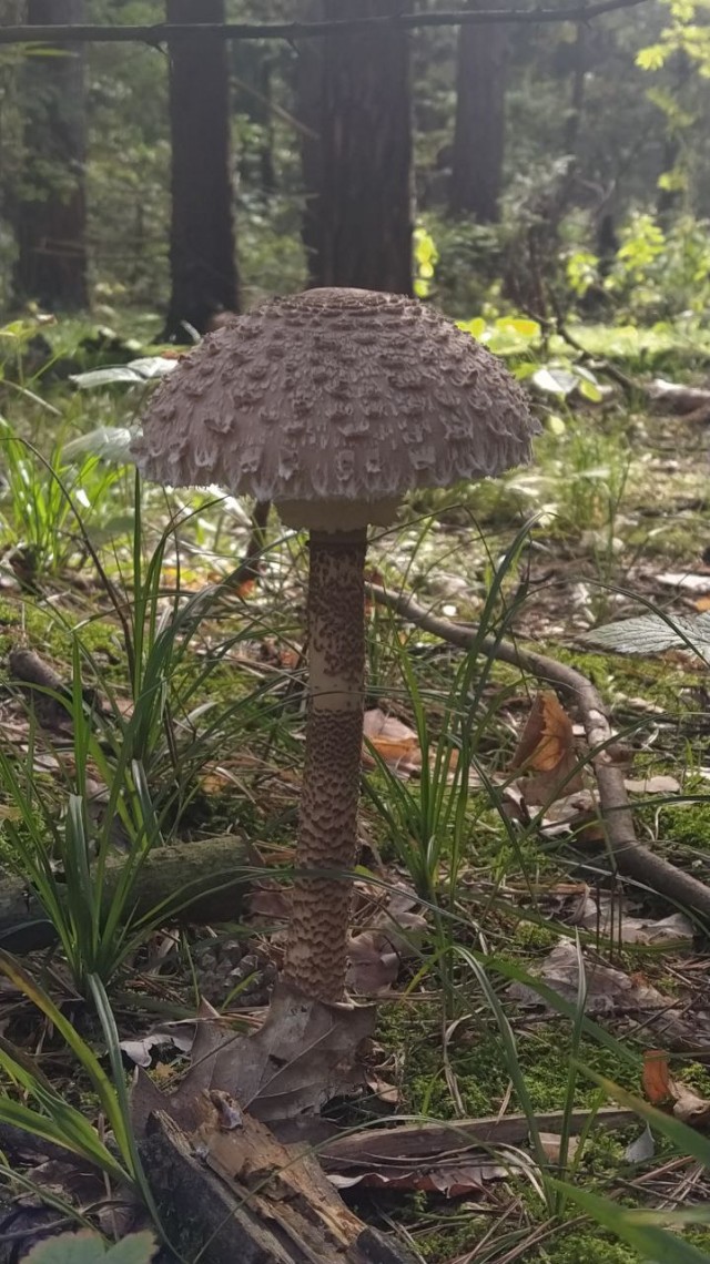 Очумелые Пёрышки. Начало