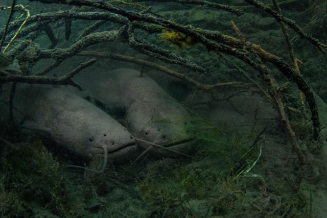 Объявлены победители конкурса фотографий дикой природы Nature Photographer of the Year 2024: полюбуйтесь на 20 лучших работ