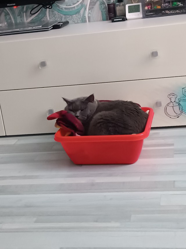 Кот спрятался