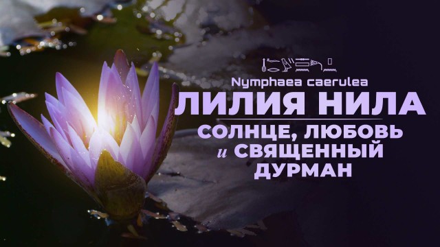 Легенда Нила — Священная лилия | Божественный цветок предвечных вод