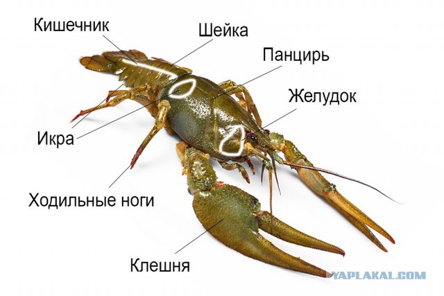 Раковая шейка