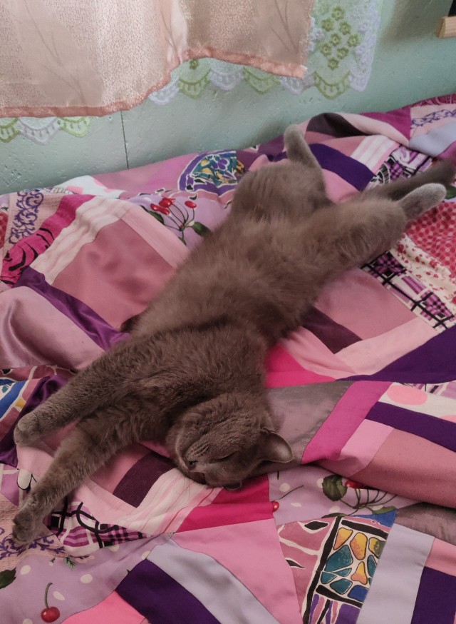 Спящий кот