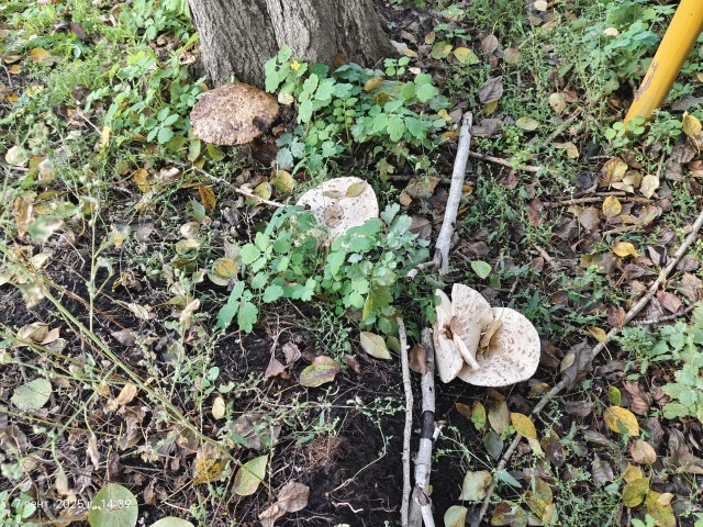 Выросли на даче...