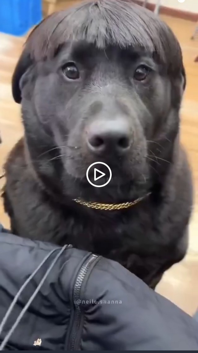 Когда хозяин идиот