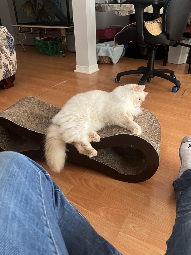 Напугал кошку пердежом