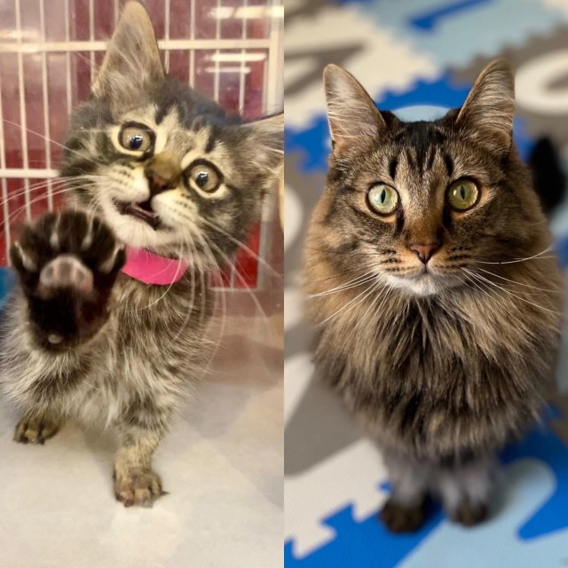 Кто бы мог подумать, что маленький лохматый котёнок вырастет в великолепную кошку?