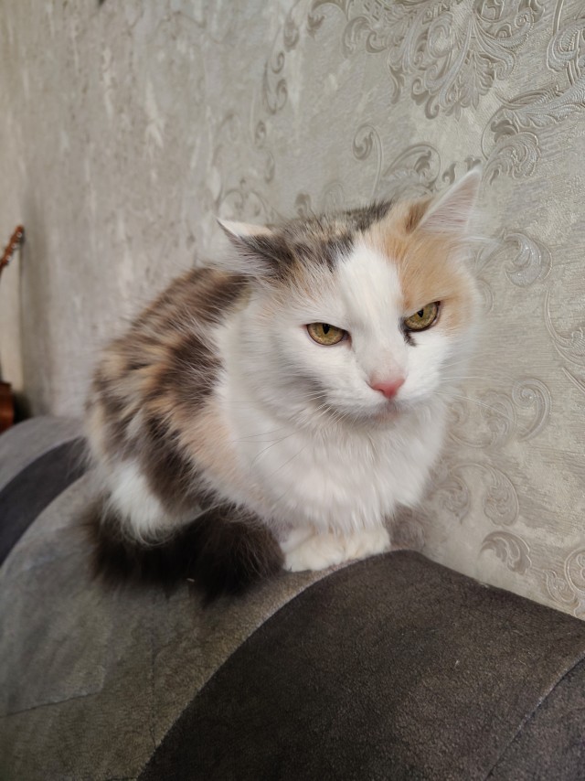 Наши коты