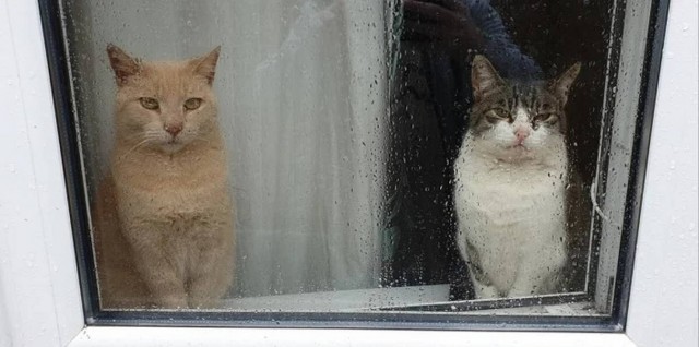 Рандомных фото котов тред — 2