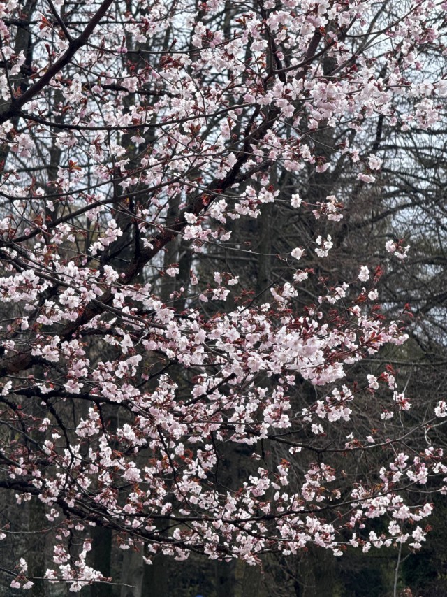 В ботаническом саду Петра Великого (СПб) расцветает сакура