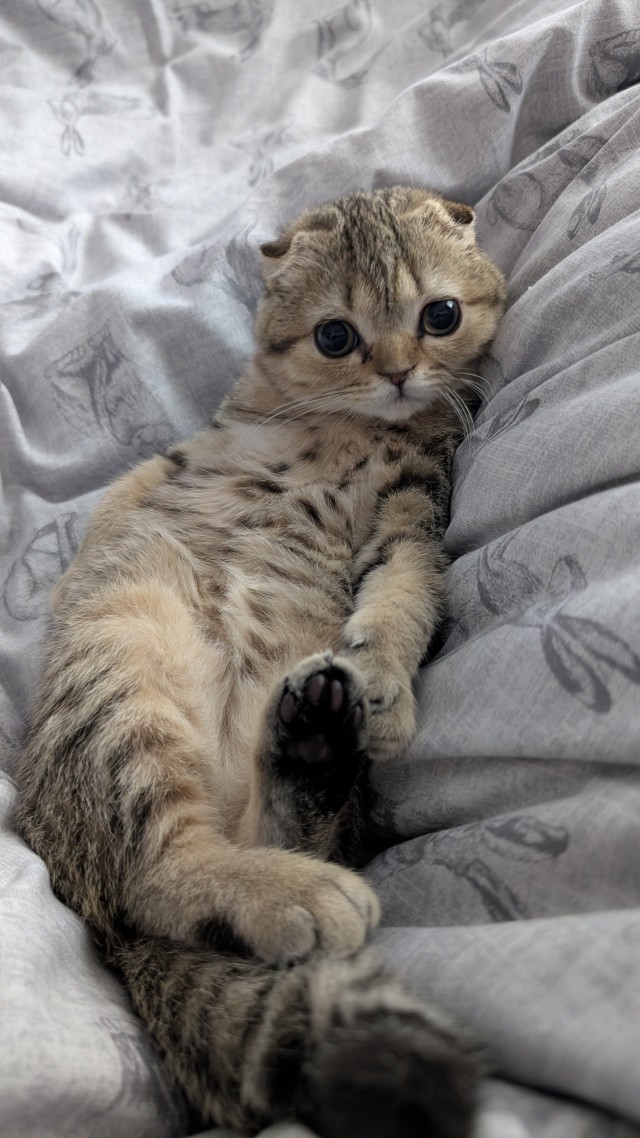 Дурацких фото котов тред — 3