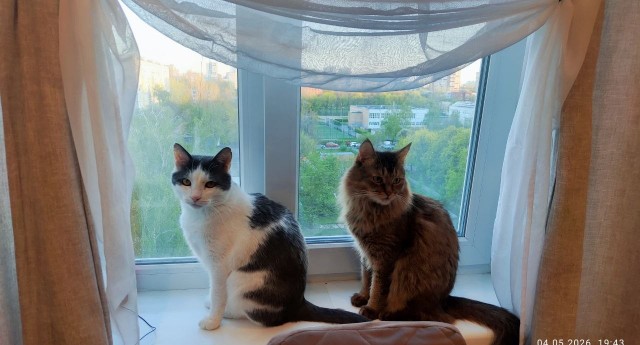 Котовторник 05.05.2026