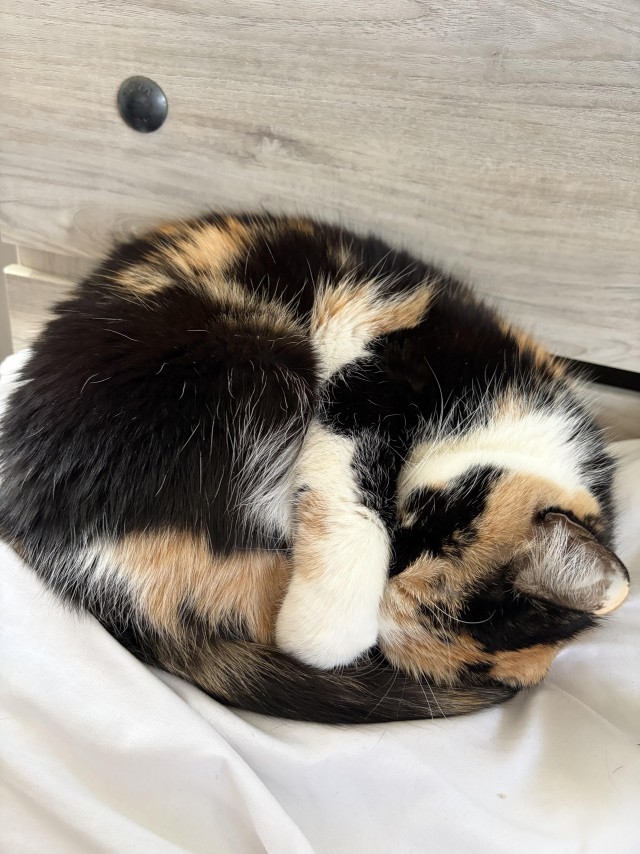 Пьяный пост для котовторника