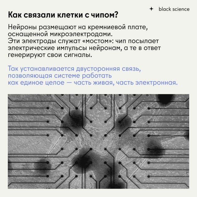 CL1: первый коммерческий биологический компьютер, работающий на человеческих нейронах.