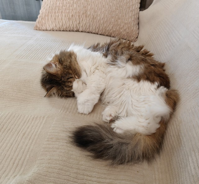 Котовторник 29.09.2026